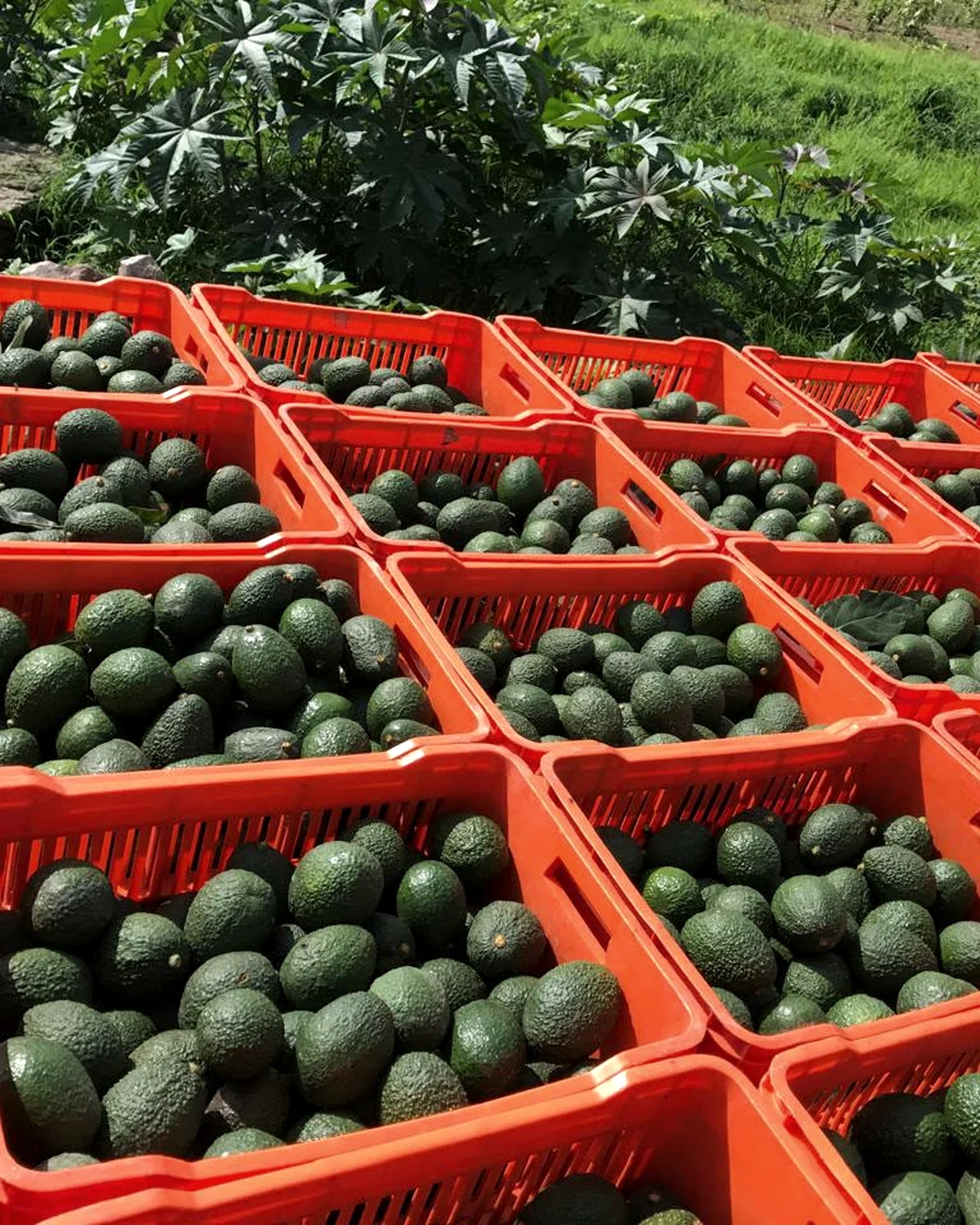 Producción de aguacate