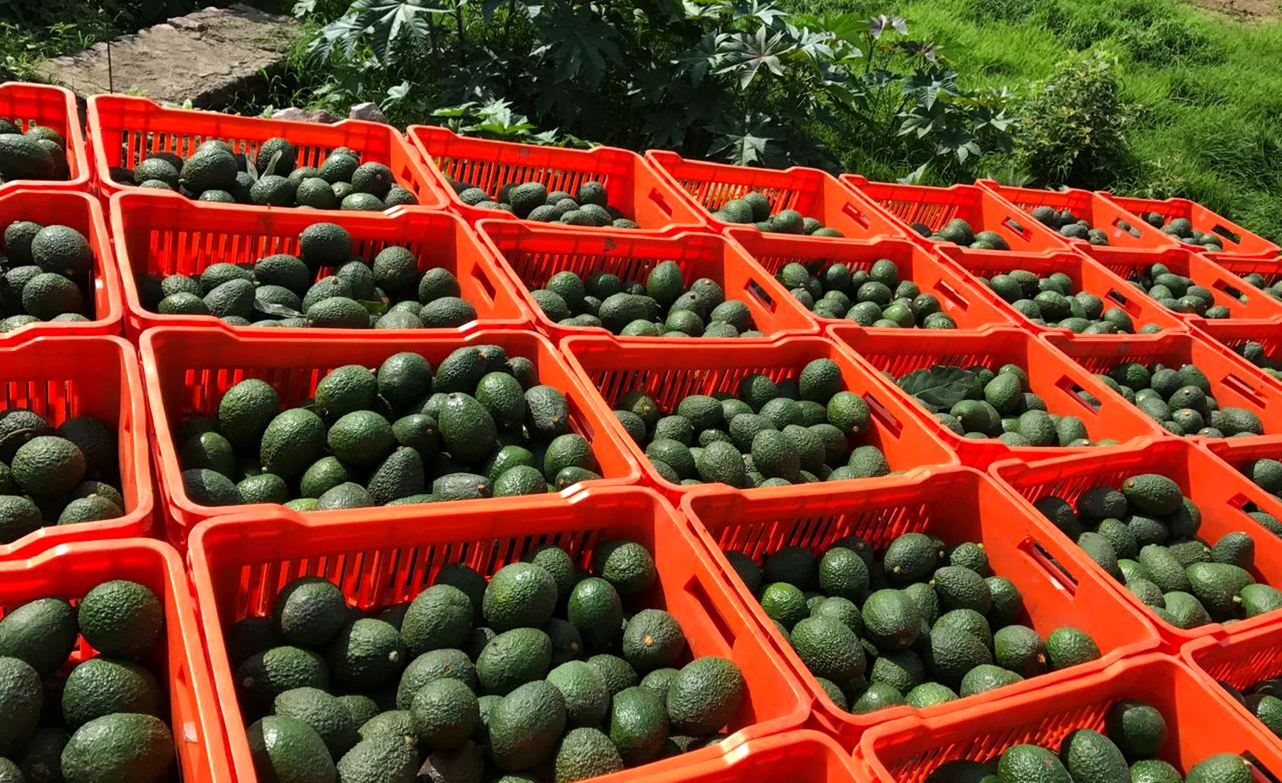 Aguacate Hass en canastillas