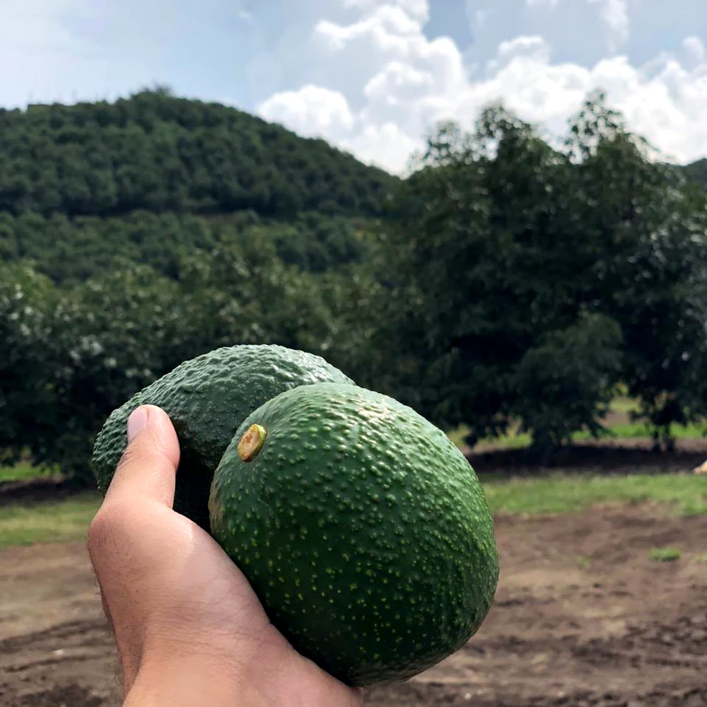 Aguacates