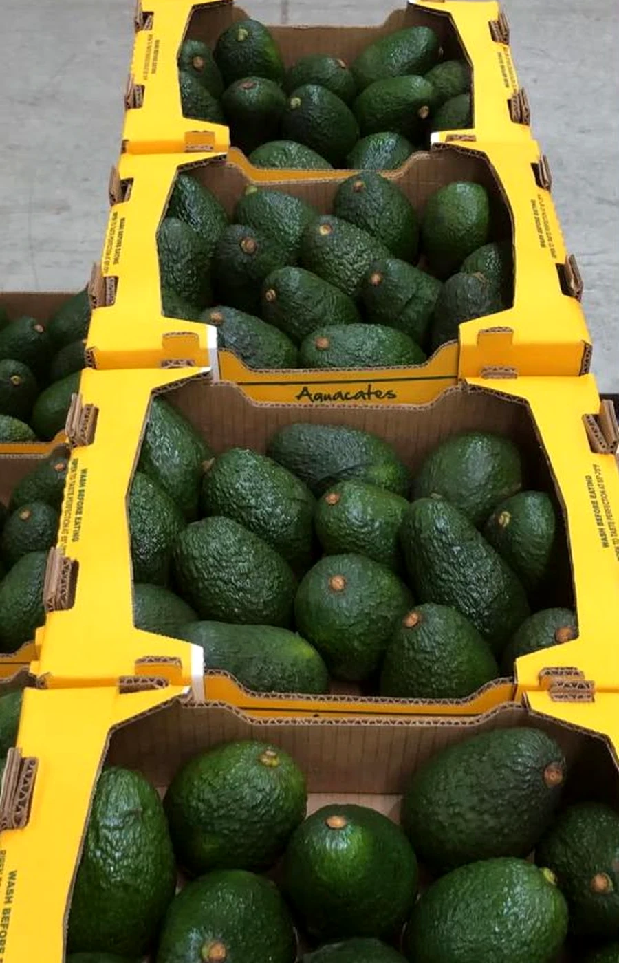 Aguacate Hass